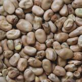 Pulses Beans Pulse 590 kg/m 3 High in protein, moderate in starch, low in fibre. Higher in energy than peas. Can be fed whole.