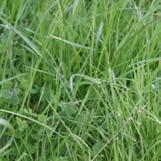 Forages Grass (Grazed) Rich green forage Grass can be rich in protein, fibre and sugars but its quality varies dramatically