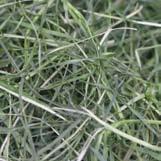 Forages Grass Hay Green and fibrous forage Good levels of digestible fibre with some protein and sugar if well conserved.