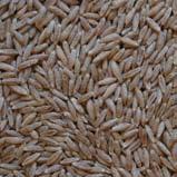 Cereals Triticale Cereal Grain Whole 720 kg/m 3 Rolled 410 kg/m 3 Crimped 950 kg/m 3 Maize Cereal Grain Whole 750 kg/m 3 Crimped 1000 kg/m 3 High in energy, high in starch, low in fibre, low in