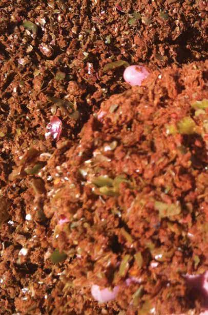 Apple Pomace is an excellent supplement to grass and maize silages when supply is limited or of poor quality. It makes an excellent buffer feed and can promote the intake of less palatable feeds.