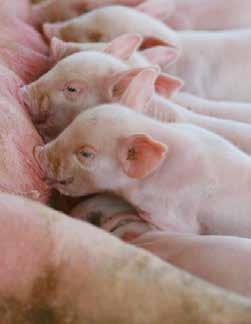 gut Improves viability of piglets Improves pre & post-weaning growth Eases the pressure for prolific sows Makes financially sound sense Specialist Nutrition offers a range of specialist piglet