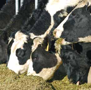 6 MINERALS MINERALS 7 PROVIDES ESSENTIAL NUTRITIONAL BALANCE FOR ALL CLASSES OF LIVESTOCK PROVIDES ESSENTIAL NUTRITIONAL BALANCE FOR ALL CLASSES OF LIVESTOCK OPTIMIN PROTECTED PRECALVER Cows for 8