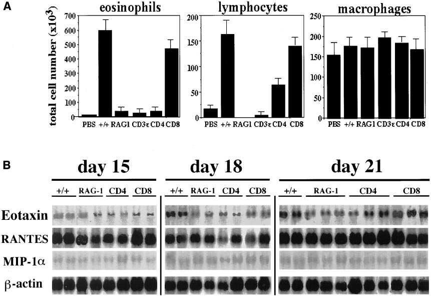 Figure 4. Role of lymphocyte subsets in lung eosinophilia and its correlation with chemokine mrna expression. (A) OVA-induced leukocyte accumulation in the BAL fluid of lymphocytedeficient mice.
