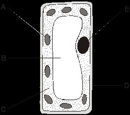 Q1. The diagram shows a plant cell. (a) Give the name of part A.... Give the function of part A. 2 marks (b) Give the name of part E.... Give the function of part E.