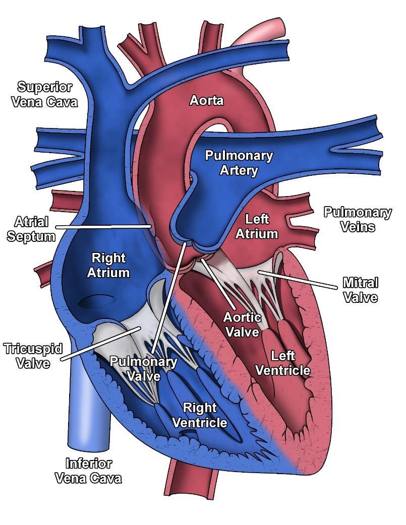 Maternal hyperglycemia Acidosis Blood flow through developing heart Anatomy Sits between right atrium (RA) and right ventricle (RV) (See illustration below for location of tricuspid valve in relation
