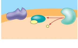 ) Label and then describe how the signal is halted. 11. What activates a G protein? 12.