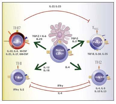 THE EFFECTOR/REGULATORY IMMUNE NETWORK Example: T Cells Pro-inflammatory * Anti-inflammatory http://www.scielo.