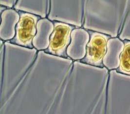 Diatoms grow rapidly, then disappear?
