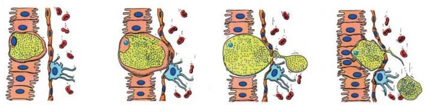 residues at the cell surface [6] (Figure 1.4). In the case of P. yoelii, the merosomes reach the lung where individual merozoites are released and begin the erythrocytic cycle [86]. Figure 1.