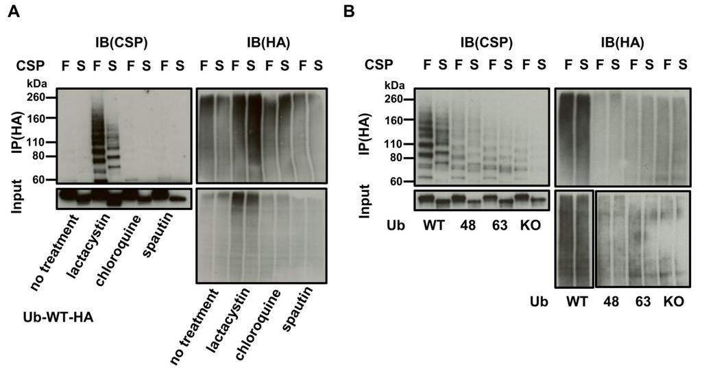 Figure 2.12 Identification of ubiquitination patterns of two forms of CSP. (A) Transfection of HC-04 with plasmids containing HA-tagged ubiquitin and either CSP- Full or CSP-Short.