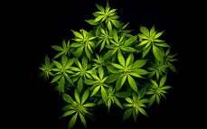 History of medical Cannabis 6000 BCE Cannabis seeds as food in Ancient China