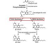 Basic Science & Chemistry of Marijuana 9 10 Indica Sativa Cannabinoids Δ9-THC Psychotropic