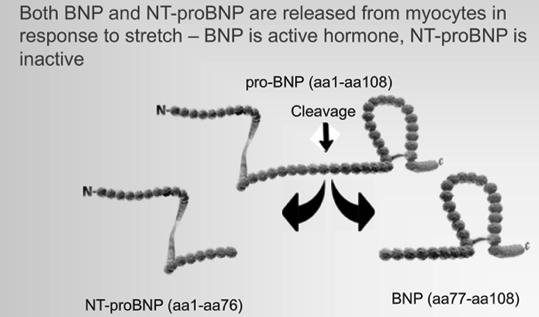 B-type Natriuretic Peptides Biology of B-type Natriuretic Peptides Source: European Journal of Heart Failure 2008; 10: 824-839.