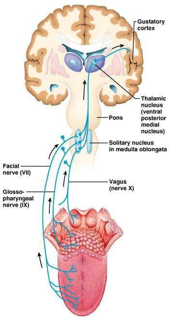 Taste pathways taste information reaches the cerebral cortex: (the lowest part of gyrus postcentralis,, parietal