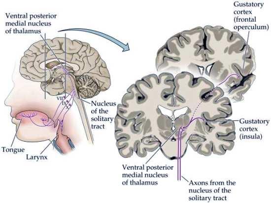 glossopharyngeal (posterior ⅓) nerves some taste information through the vagus nerve sensory neurons synapse in