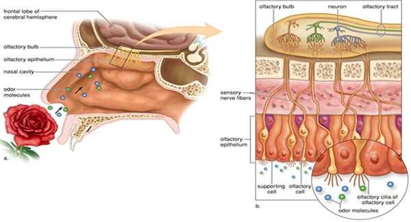 olfactory receptor cells (40 million in human olfactory