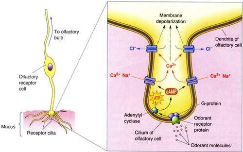 basal cells form new receptor neurons (4-8 weeks) olfactory