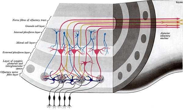 layer internal plexiform layer granule cell layer olfactory bulb synaptic glomeruli: nucleus of termination