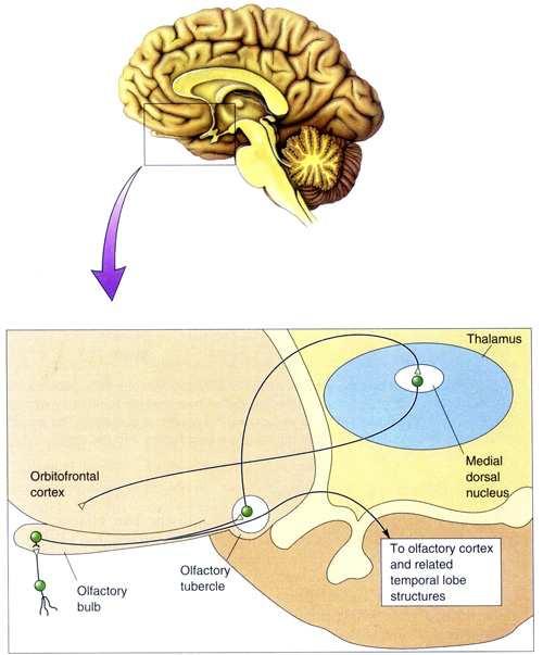 entorhinal area, cranial part of parahippocampal