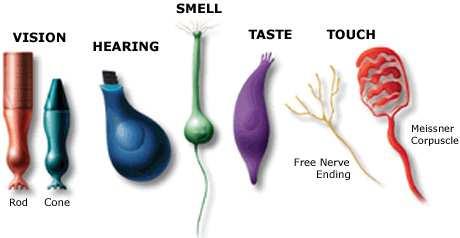 endings of sensory neurons
