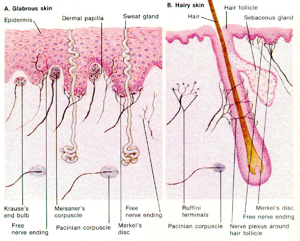 membranes, muscle, deep fascia, viscera walls peritrichial (palisade) endings of