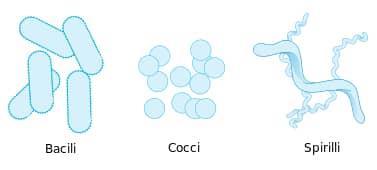 Obtain energy Shapes Bacilli Rod shaped Notes Picture Cocci Spheres (round) Spirilla Spiral Cell Walls 2 types because of cell wall 2 part staining