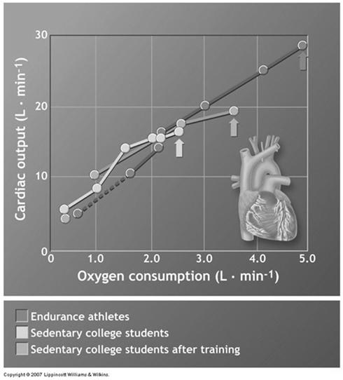 Cardiovascular Adaptations (cont d) Cardiac Output Most significant adaptation Maximal cardiac output increases