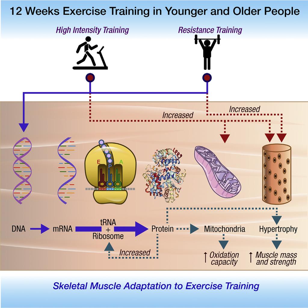 Clinical and Translational Report Enhanced Protein Translation Underlies Improved Metabolic and Physical Adaptations to Different Exercise Training Modes in Young and Old Humans Graphical Abstract