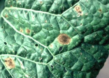 CERCOSPORA AND BACTERIAL LEAF SPOTS Cercospora leaf spot is one of the most common foliar diseases of horseradish in Illinois. The pathogen causing this disease is the fungus Cercospora armoraciae.