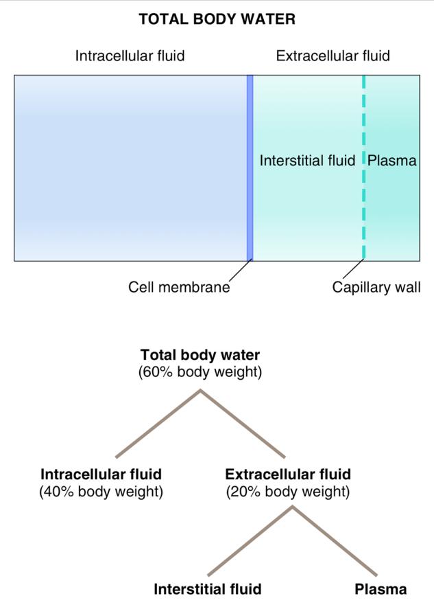 Filtration: Fluid volume General principles: ECF is regulated by adjusting the rate of Na+ excretion.