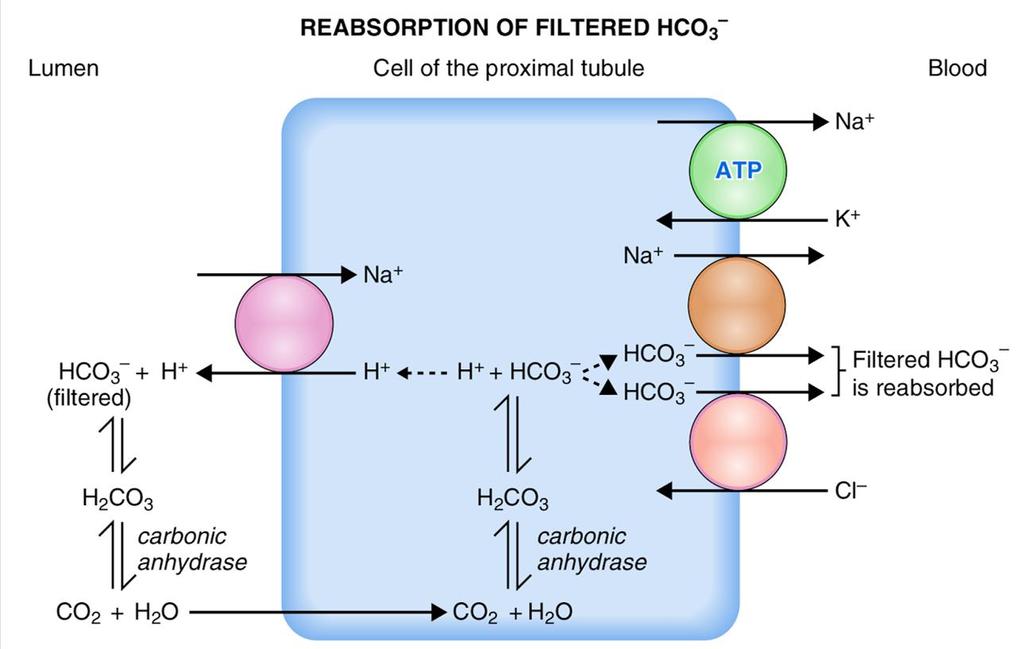 First We reabsorb our filtered HCO3- HCO3-99.
