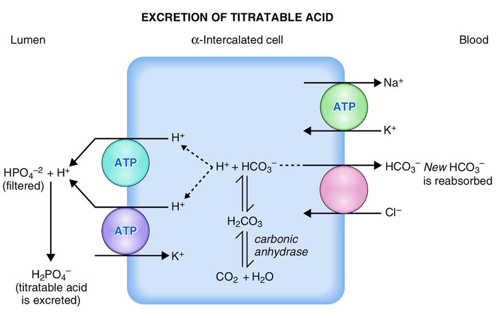 Second We excrete titratable acid H+ excreted with buffers (HPO4-2) alpha-intercalated cells of late DCT and CD 85% HPO4-2