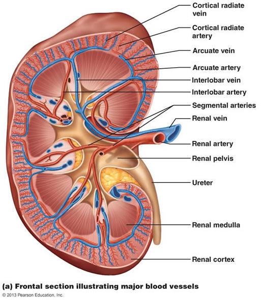 Anatomy Overview Review the anatomy associated with the kidneys within the abdominal cavity. Note neighboring structures. Also review the anatomic regions of the kidney.