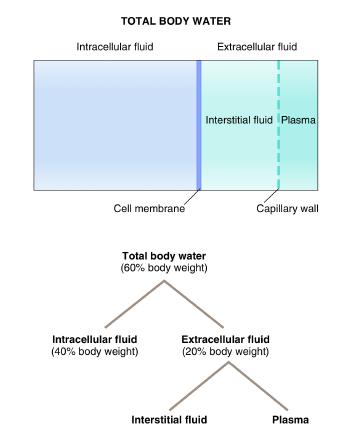 Filtration and total body water - principles: # Extra Cellular Fluid (ECF) volume is regulated by adjusting the rate of Na+ excretion from the kidneys.