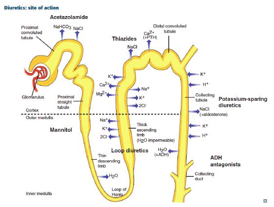 Know these Diuretics intentionally alter tubular action, mainly affecting the nephron s affinity of H2O or Na+. Of course, nothing is so simple and the other electrolytes get involved in side effects.