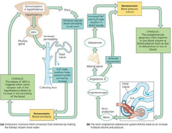 Hormones Can you name the biggest players affecting the nephrons? Can you explain the sequence of organs involved in producing the hormones, enzymes, etc and where they act within the kidney?