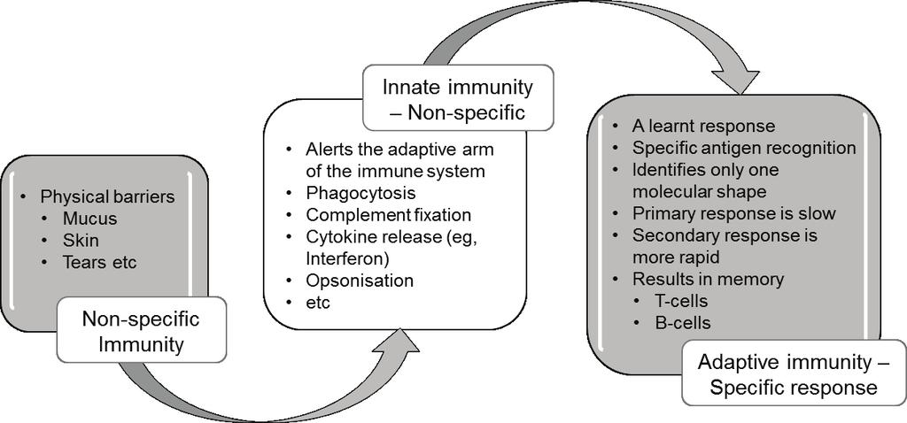 Innate immunity Most infectious microbes (also known as micro-organisms) are prevented from entering the body by barriers such as skin, mucosa, cilia and a range of anti-microbial enzymes.