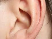 THE SENSES Auditory and Visual (Hearing and Sight): Auditory (Hearing) Receptor: Inner ear- stimulated by air/sound waves Provides information about sounds in the environment (loud, soft, high, low,