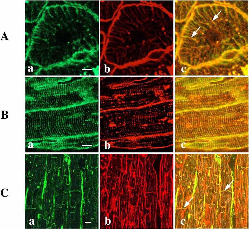 Y. Hagiwara et al. Fig. 6. Confocal laser microscopy of cardiac muscle cells.