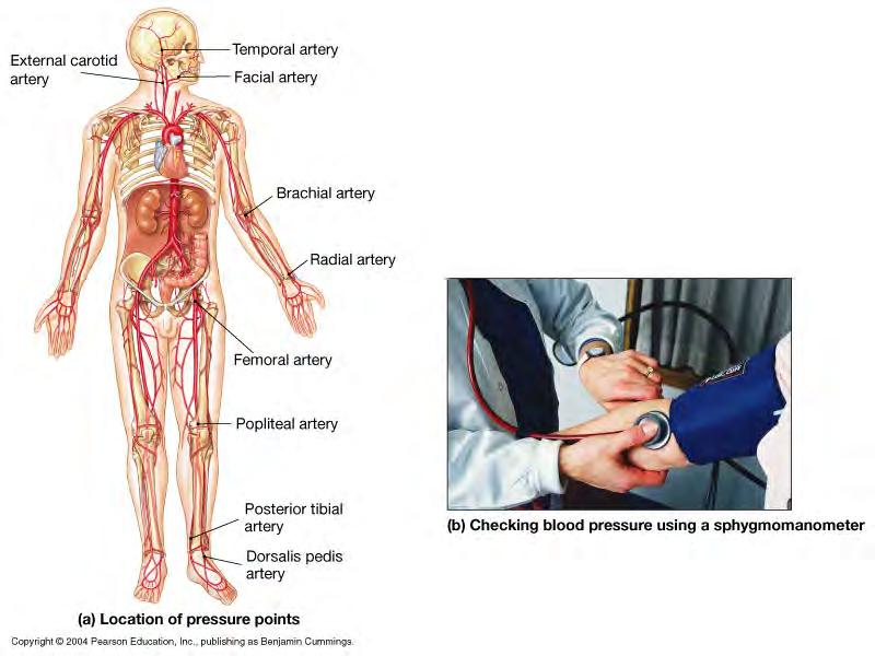 pressure points: can be pinched off to control bleeding (muscular arteries) Health Problems with Arteries - aneurysm: pressure of blood exceeds elastic capacity of wall, causes bulge or weak spot