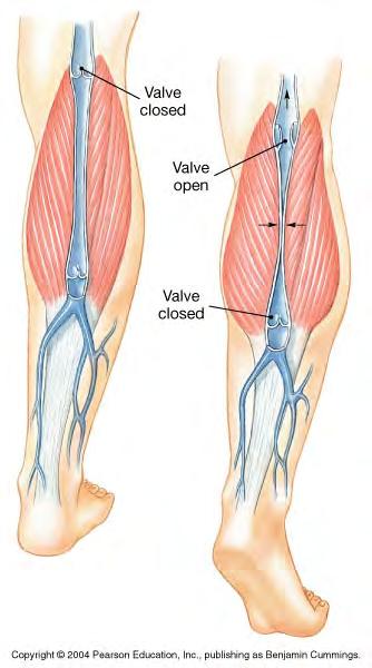 Veins (on handout, typed) -valves in tunica intima insure one way movement -Pressure from heart drives blood flow in arteries, but pressure in veins often too low to oppose gravity -Skeletal muscle