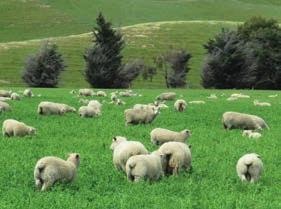 Lamb) has invested significant funds to research the potential of lucerne for sheep grazing. The focus is on increasing production off dryland systems and to re-prioritise grazing over conservation.
