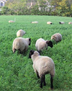 Research work feeding lucerne silage to lambs Work conducted at Aberystwyth University on feeding conserved red clover, lucerne and perennial ryegrass to weaned lambs has shown differing results.