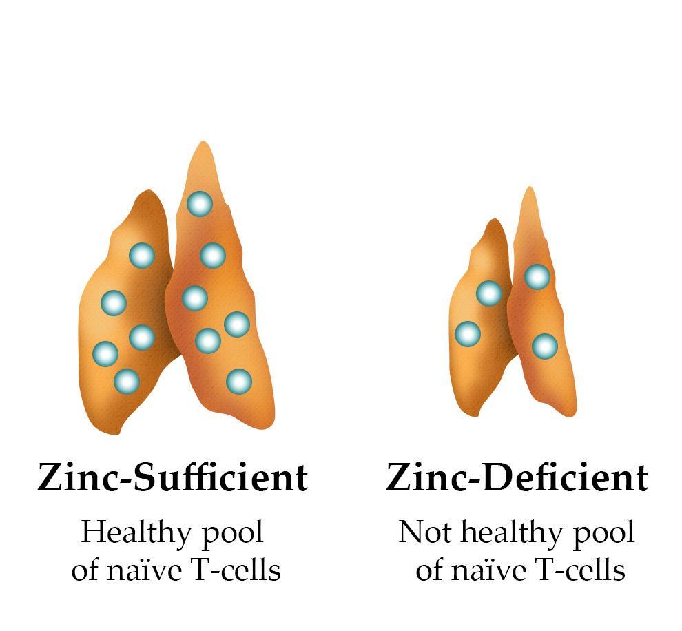 BeyondVaccines.com Zinc deprived thymus gland shrinks and does not maintain a healthy pool of naïve T-cells. Studies involving zinc induced antibody production with vaccination are mixed.