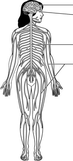 7. Using the terms provided, correctly identify all of the body organs provided with leader lines in the drawings shown below.
