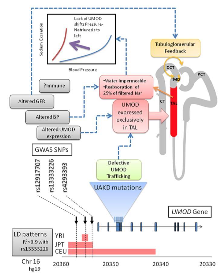 Genotype-driven treatment: uromodulin (UMOD) polymorphism UMOD (Tamm-Horsfall protein): Expressed in TAL Regulates Na+ homeostasis SNPs in GWAS linked to GFR & BP Hypothesis (BHF funded): People with