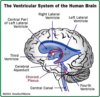 Proteins in CSF CSF is formed in the choroids plexus of the ventricles of the brain by ultrafiltration of the blood plasma Protein measurement is usually requested on CSF Abnormally