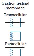Molecular size and hydrogen bonding Paracelullar pathway.
