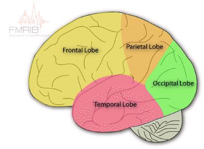 The cerebrum is divided into two hemispheres, the left and the right, separated by the longitudinal fissure.
